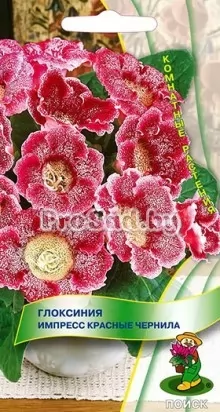 Глоксиния Импресс Красные чернила