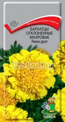 Бархатцы отклонённые махровые Лемон дроп