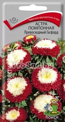 Астра помпонная Превосходный Гасфорд