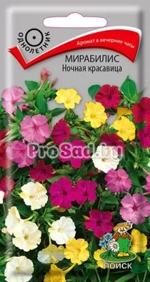 Мирабилис Ночная красавица