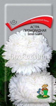 Астра пионовидная Белая башня