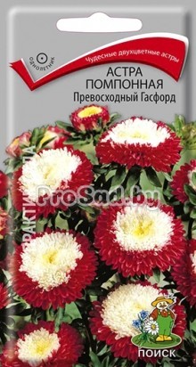 Астра помпонная Превосходный Гасфорд