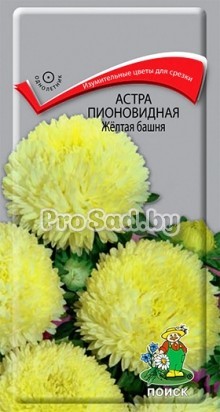 Астра пионовидная Жёлтая башня