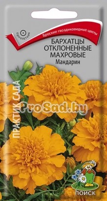 Бархатцы отклонённые махровые Мандарин