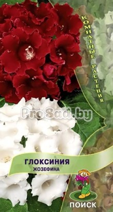 Глоксиния Жозефина