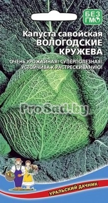 Капуста савойская Вологодские кружева