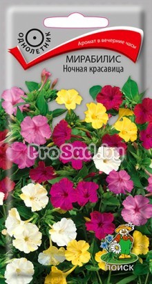 Мирабилис Ночная красавица