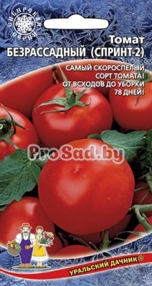 Томат Безрассадный