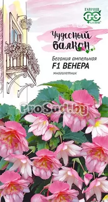 Бегония ампельная F1 Венера