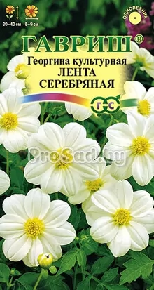 Георгина Лента серебряная