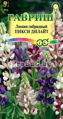 Люпин гибридный Пикси дилайт