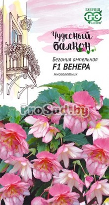 Бегония ампельная F1 Венера