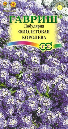 Лобулярия Фиолетовая королева