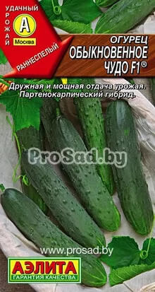 Огурец F1 Обыкновенное чудо