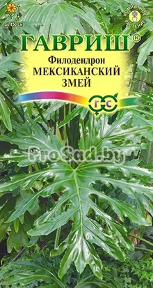 Филодендрон Селло Мексиканский змей