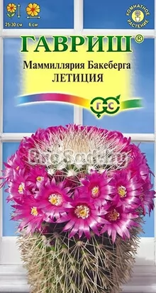 Маммиллярия Бакеберга (Кактус) Летиция