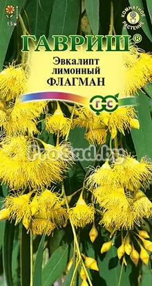 Эвкалипт лимонный Флагман
