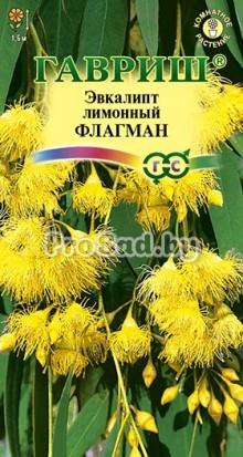 Эвкалипт лимонный Флагман
