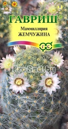 Маммиллярия Жемчужина