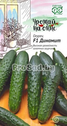 Огурец F1 Динамит
