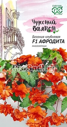 Бегония ампельная Афродита