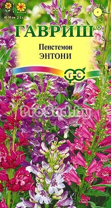 Пенстемон Энтони, смесь