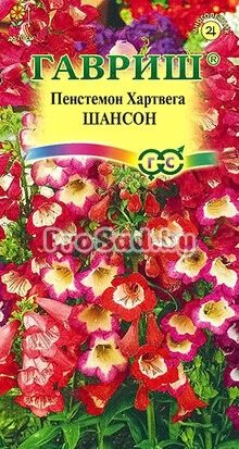 Пенстемон Хартвега Шансон