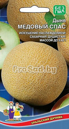 Дыня Медовый Спас