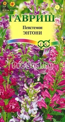 Пенстемон Энтони, смесь
