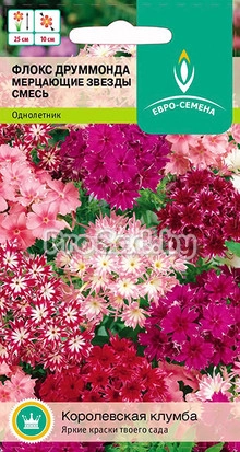 Флокс друммонда Мерцающие звёзды