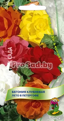 Бегония клубневая Лето в Петергофе
