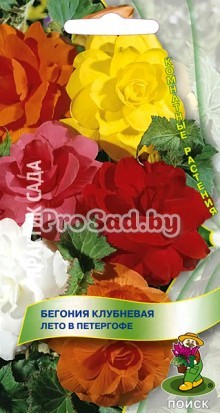 Бегония клубневая Лето в Петергофе