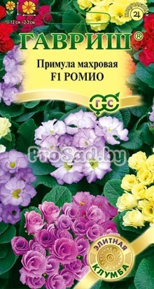 Примула махровая F1 Ромио, смесь