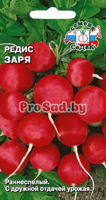 Редис Заря