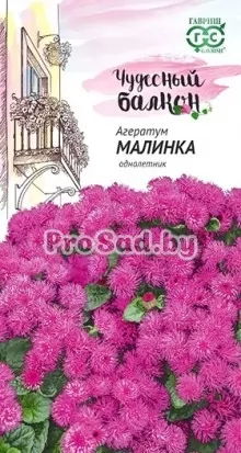 Агератум Малинка