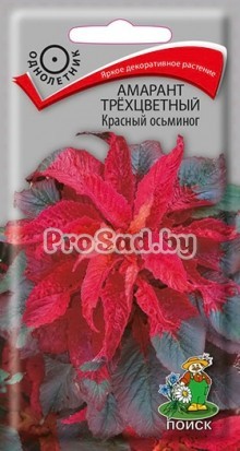 Амарант трёхцветный Красный осьминог
