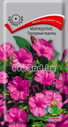 Мирабилис Пурпурный леденец