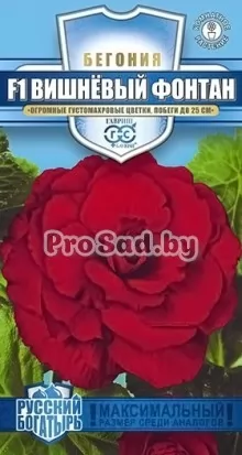 Бегония клубневая F1 Вишнёвый фонтан