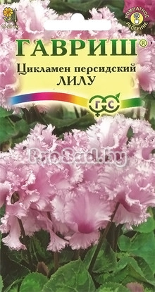 Цикламен персидский Лилу