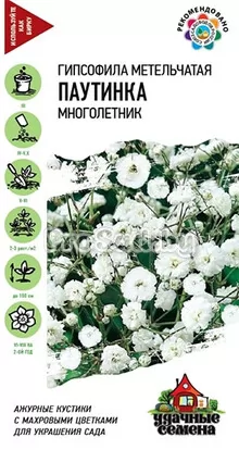 Гипсофила метельчатая Паутинка