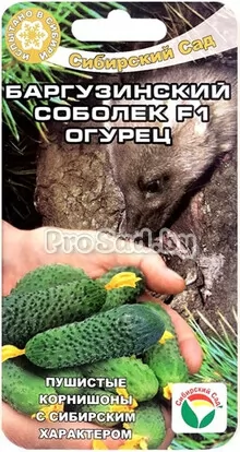 Огурец F1 Баргузинский соболек
