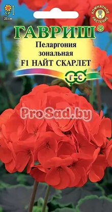 Пеларгония зональная F1 Найт скарлет