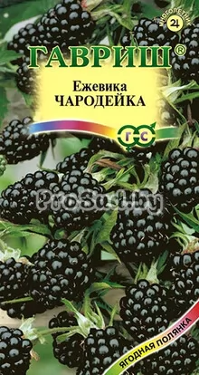 Ежевика Чародейка