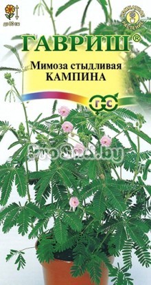 Мимоза стыдливая Кампина
