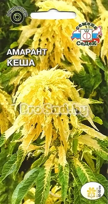 Амарант Кеша