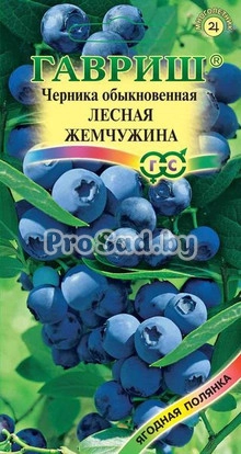 Черника обыкновенная Лесная жемчужина