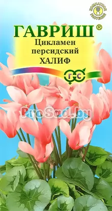 Цикламен персидский Халиф