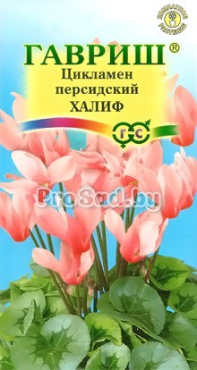 Цикламен персидский Халиф