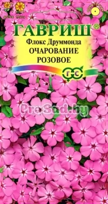 Флокс друммонда Очарование розовое