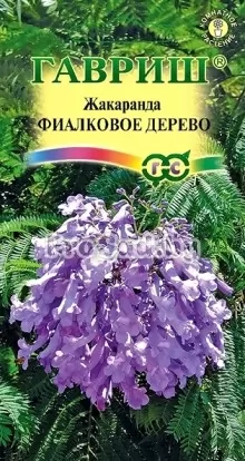Жакаранда Фиалковое дерево